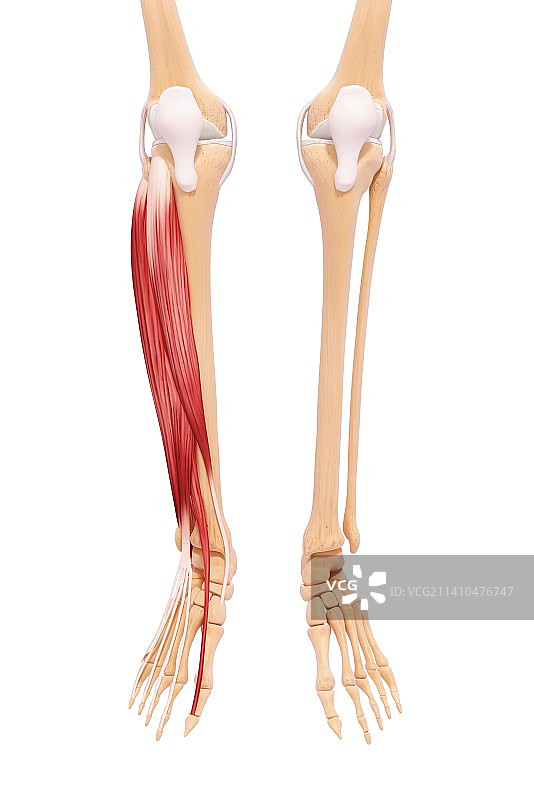 人类腿部肌肉组织，艺术品图片素材