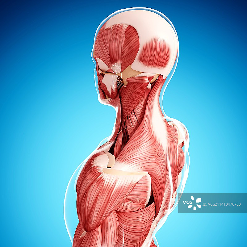 人类肌肉组织，艺术品图片素材