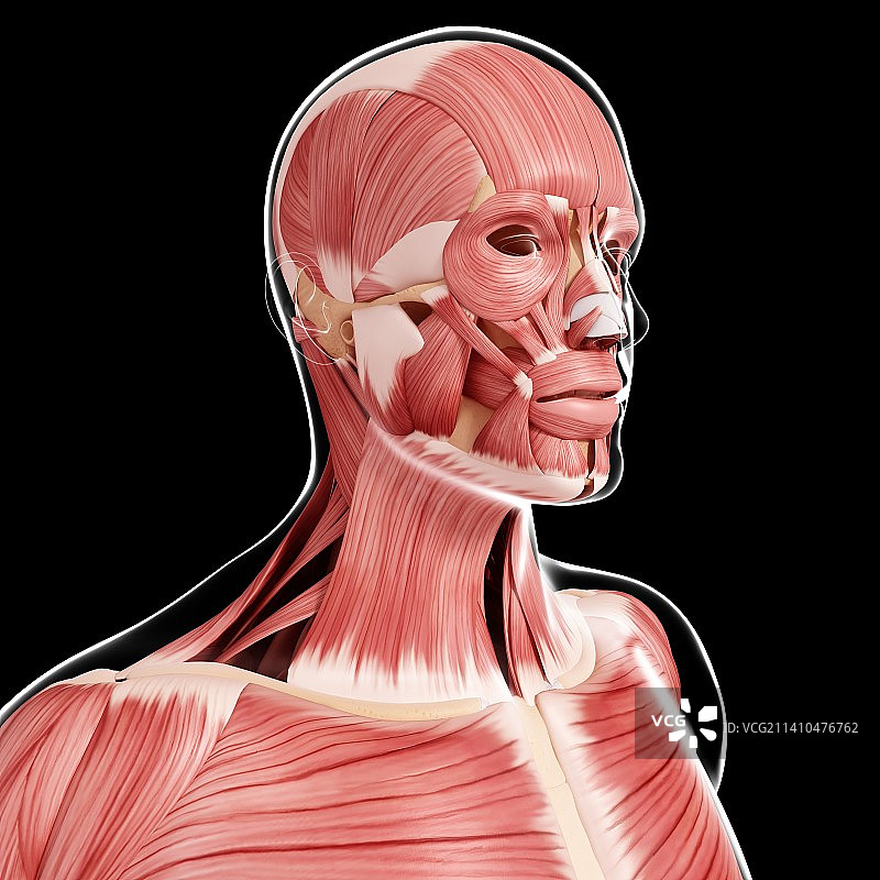 人类肌肉组织，艺术品图片素材