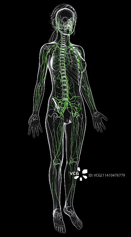 女性淋巴系统，艺术品图片素材