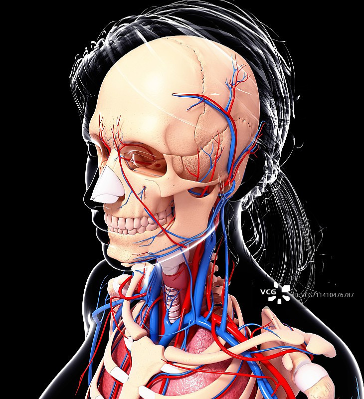 女性解剖学、艺术品图片素材