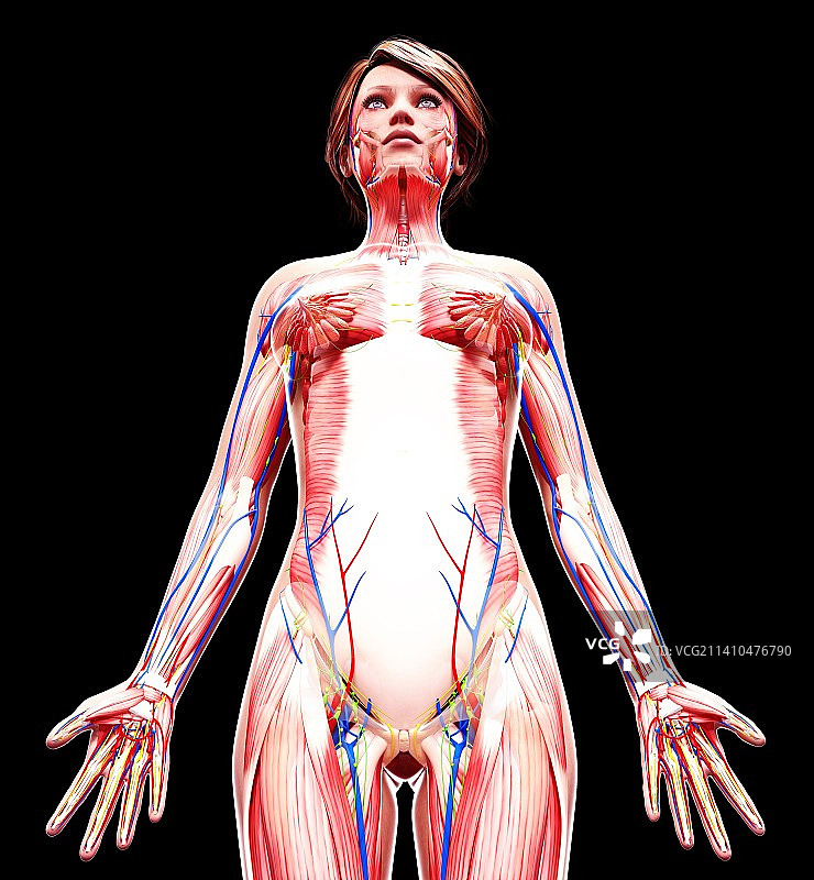 女性解剖学、艺术品图片素材