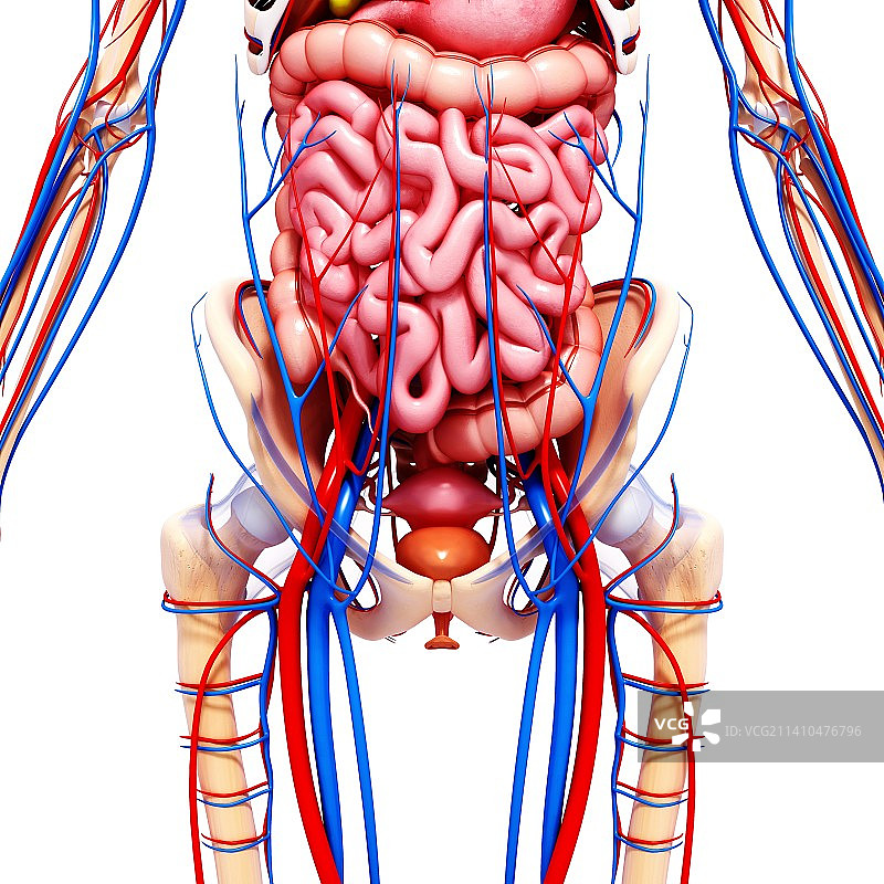 女性解剖学、艺术品图片素材