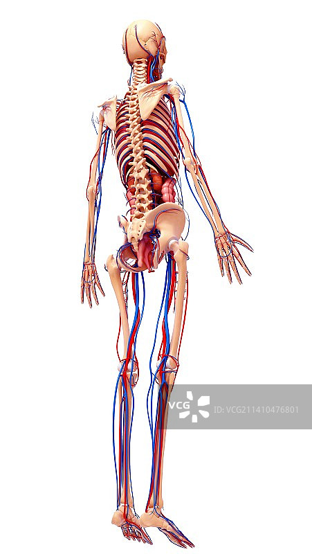 人类心血管系统，艺术品图片素材