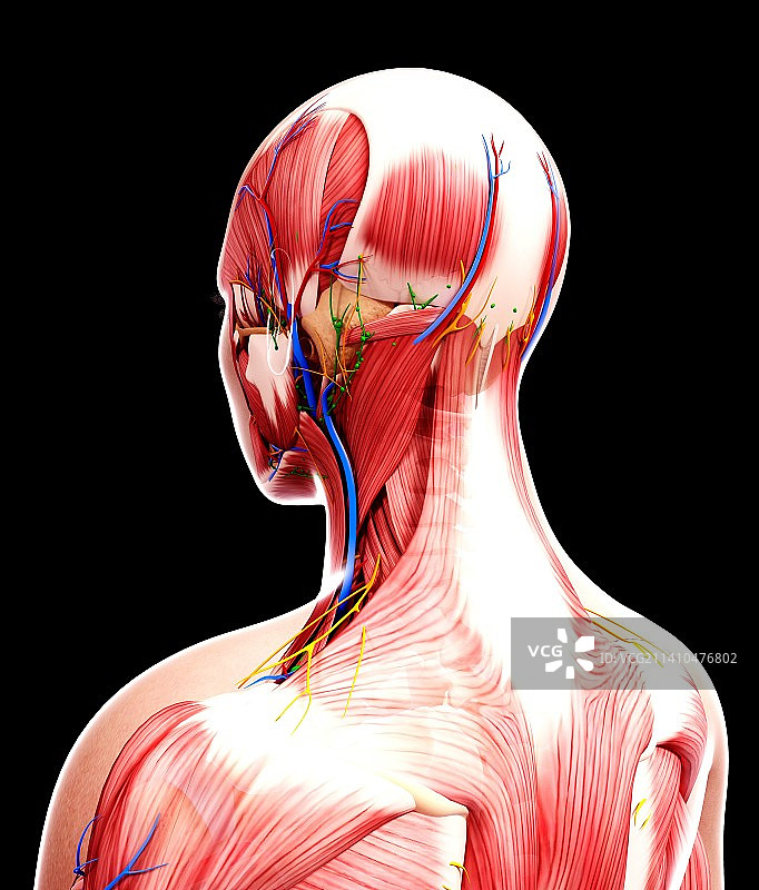 人体解剖，艺术品图片素材