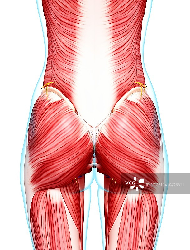 女性肌肉线条艺术作品图片素材