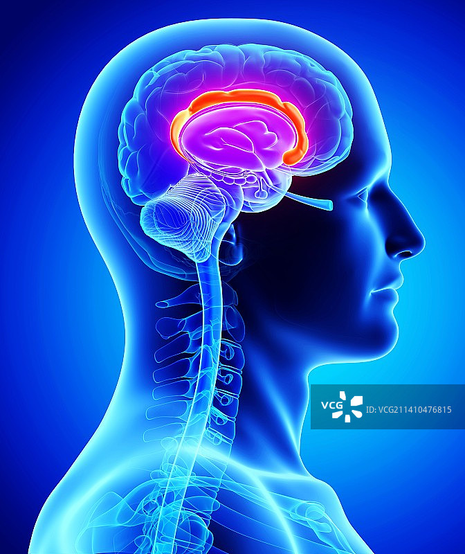 男性大脑艺术图图片素材