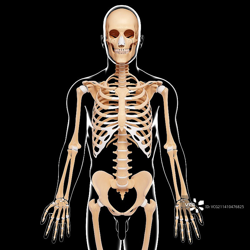 人类骨骼，艺术品图片素材