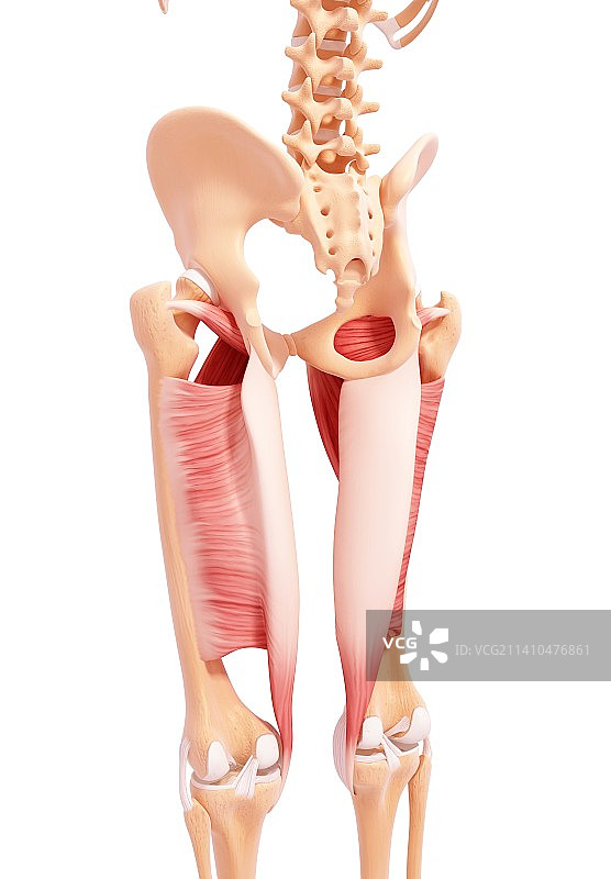 人类腿部肌肉组织，艺术品图片素材