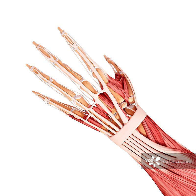 人手臂肌肉组织，艺术作品图片素材