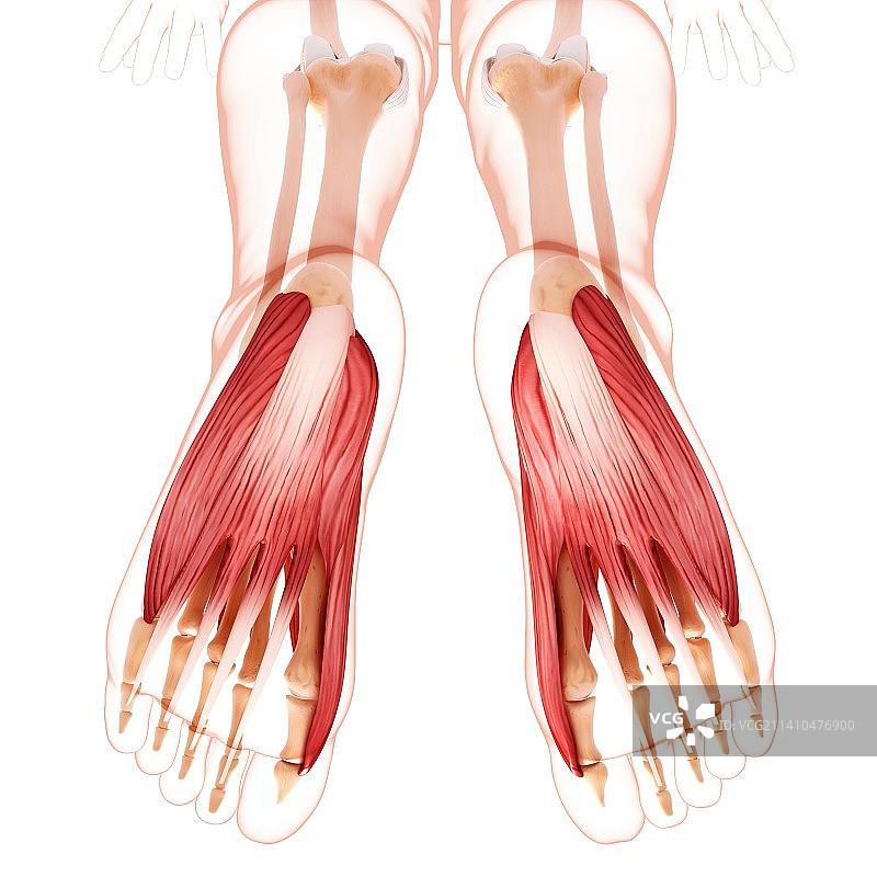 人类足部肌肉结构图图片素材