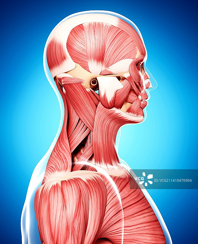 人类肌肉组织，艺术品图片素材
