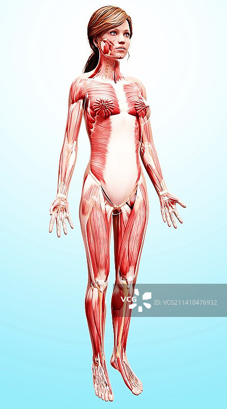 女性肌肉线条艺术作品图片素材