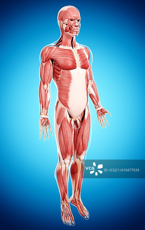 男性肌肉组织，艺术品图片素材