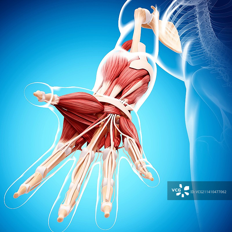 人手臂肌肉组织，艺术作品图片素材