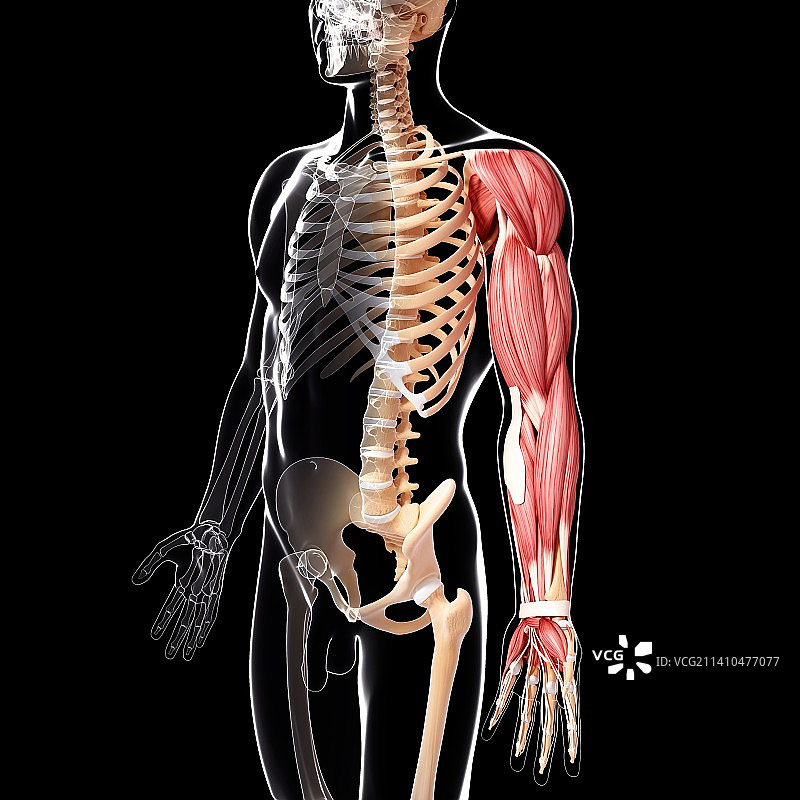 人手臂肌肉组织，艺术作品图片素材