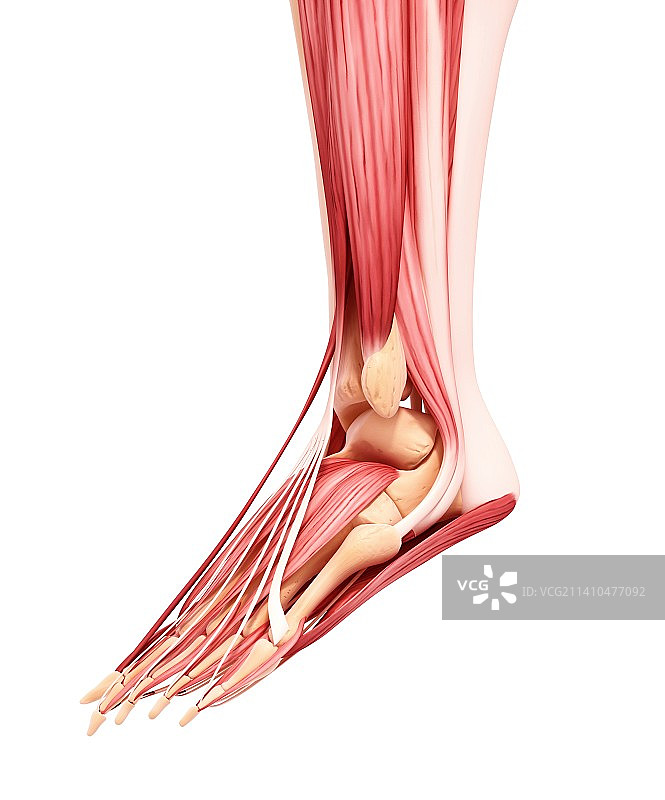 人类足部肌肉结构图图片素材
