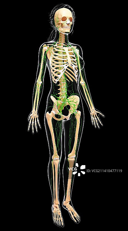 女性淋巴系统，艺术品图片素材