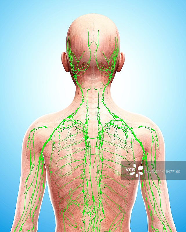 人体淋巴系统艺术图图片素材