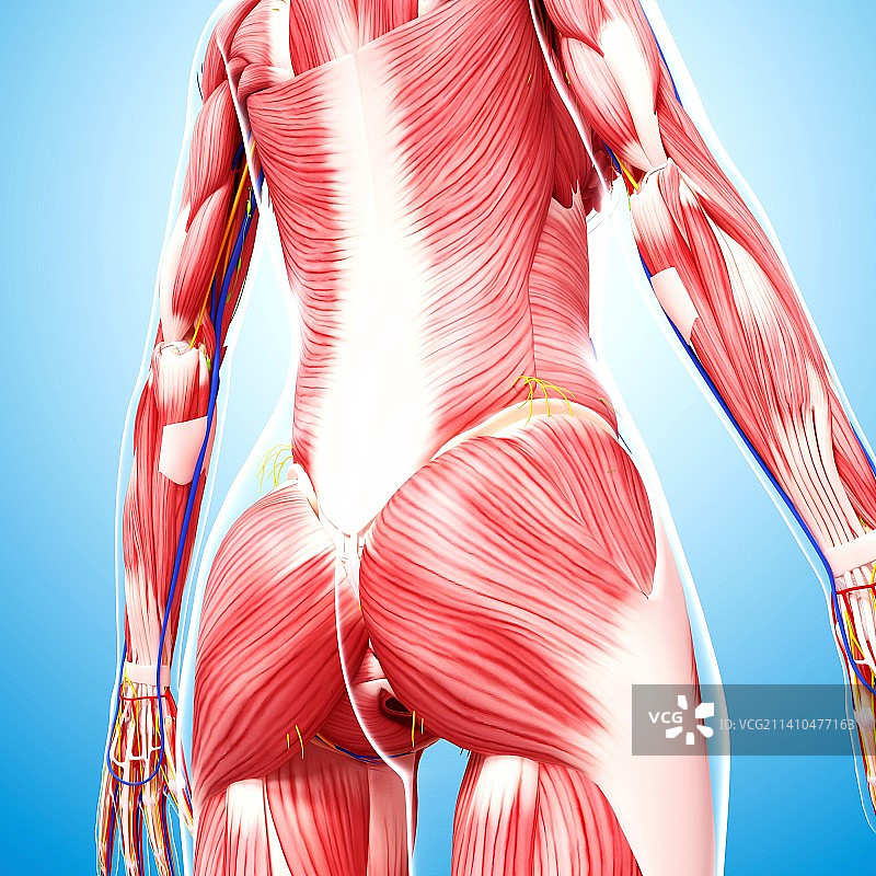 人类肌肉组织，艺术品图片素材
