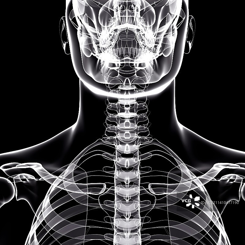 人类骨骼，艺术品图片素材