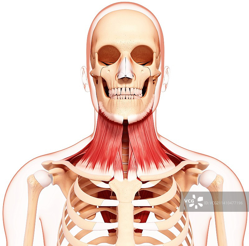 人体颈部肌肉结构艺术图图片素材