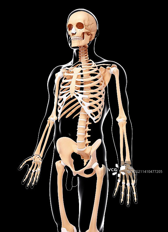 男性骨骼，艺术品图片素材