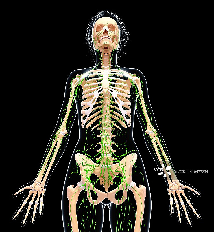 女性淋巴系统，艺术品图片素材