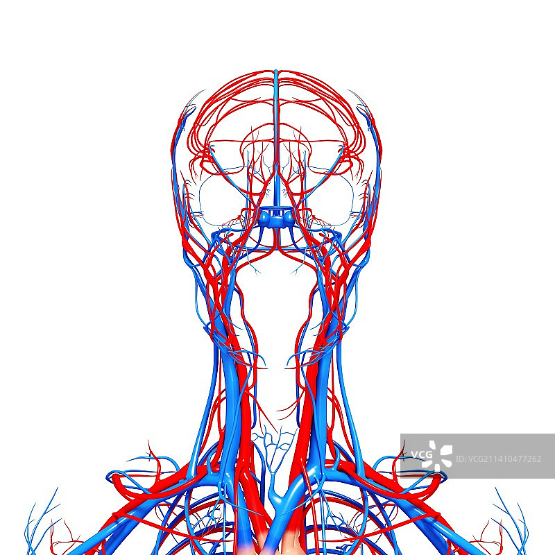人类心血管系统，艺术品图片素材