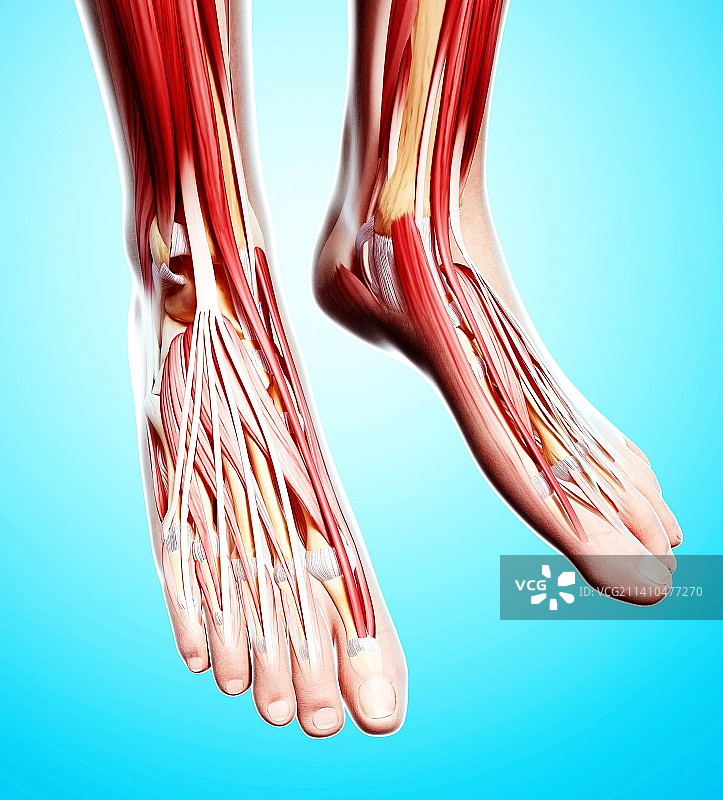 人类足部肌肉结构图图片素材