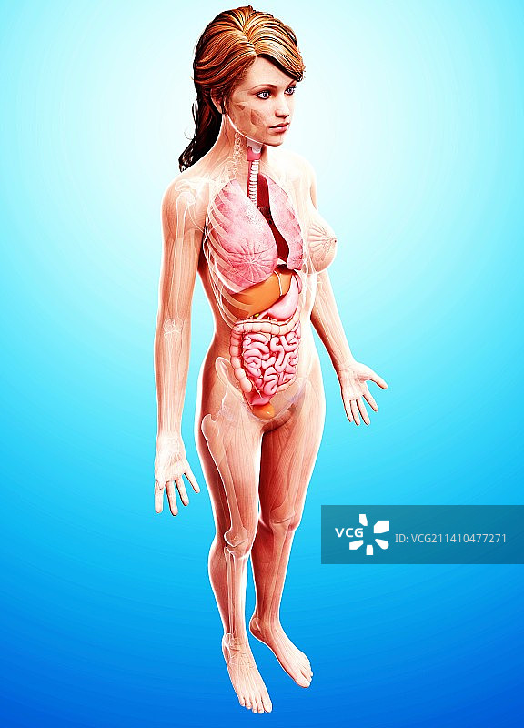 女性解剖学、艺术品图片素材