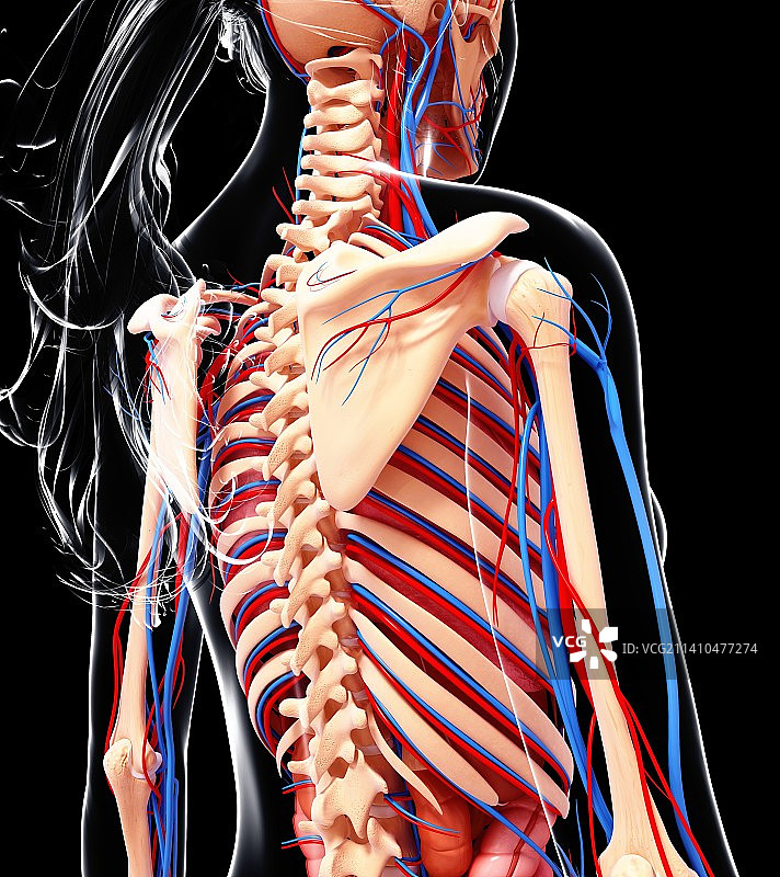 女性解剖学、艺术品图片素材