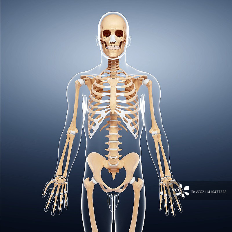 男性骨骼，艺术品图片素材