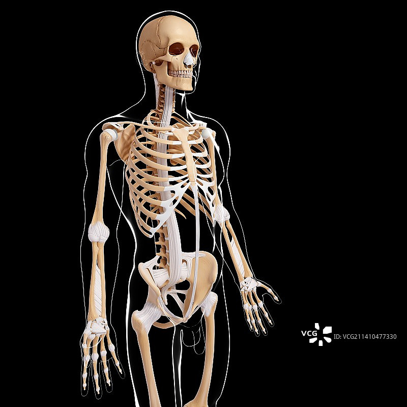 男性骨骼，艺术品图片素材