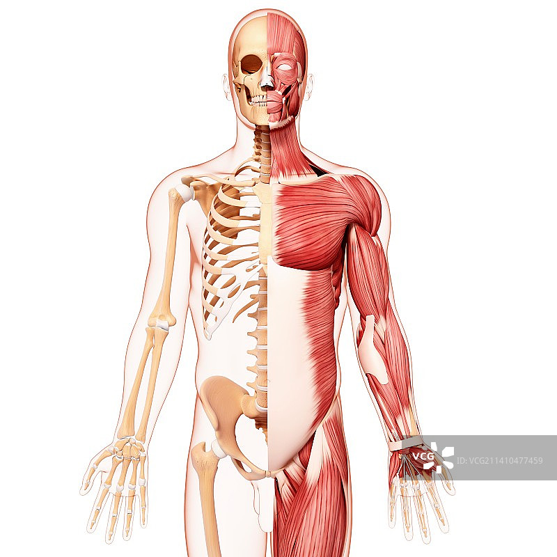 人类肌肉组织，艺术品图片素材