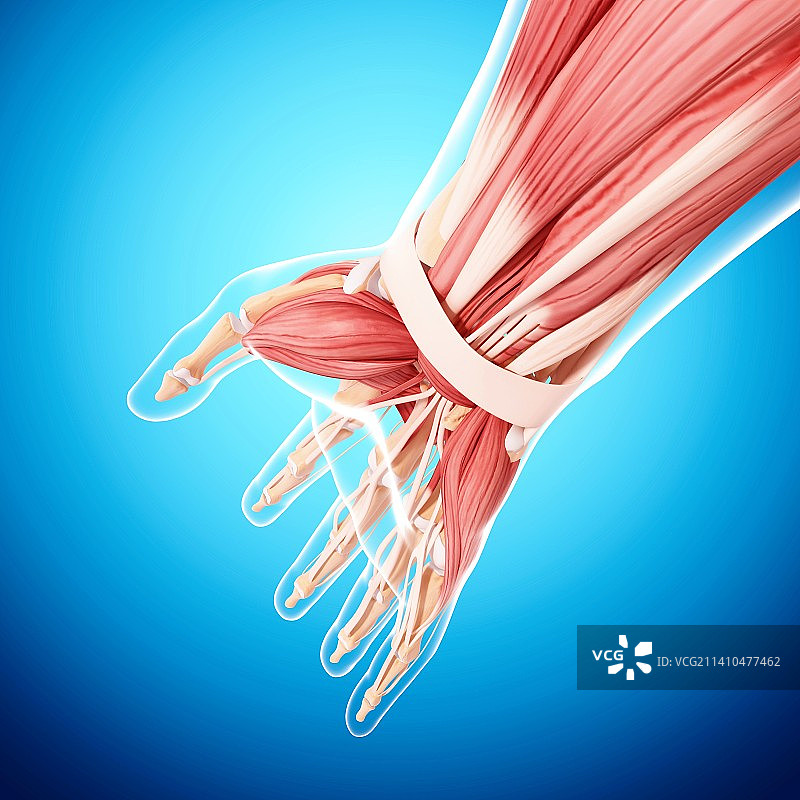 人手臂肌肉组织，艺术作品图片素材