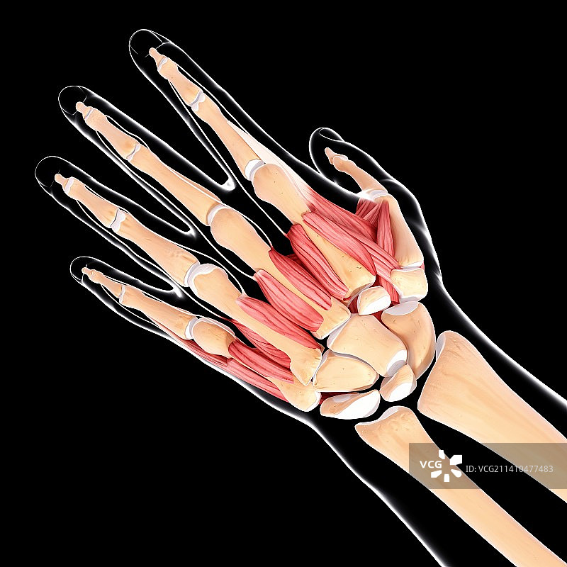 人手肌肉结构图片素材