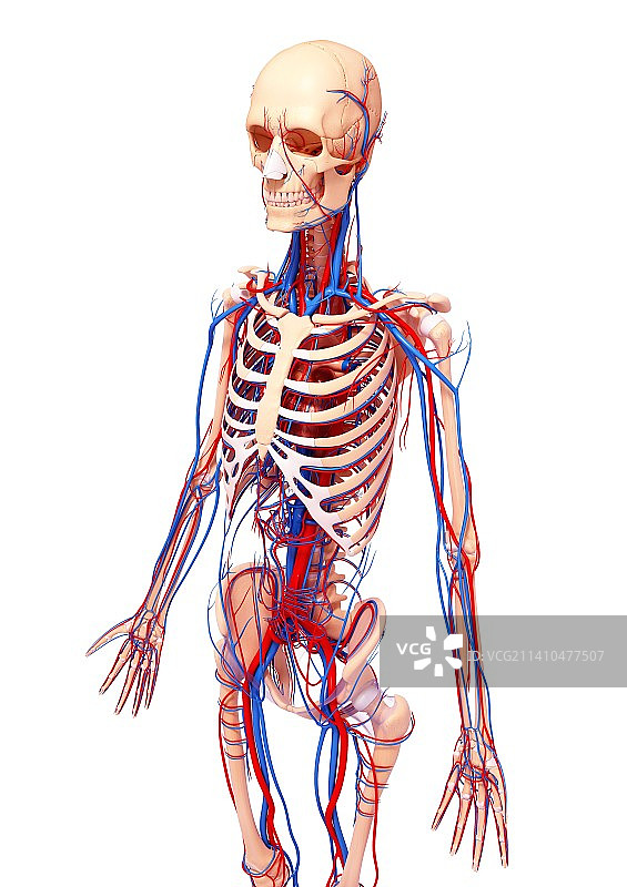 人类心血管系统，艺术品图片素材