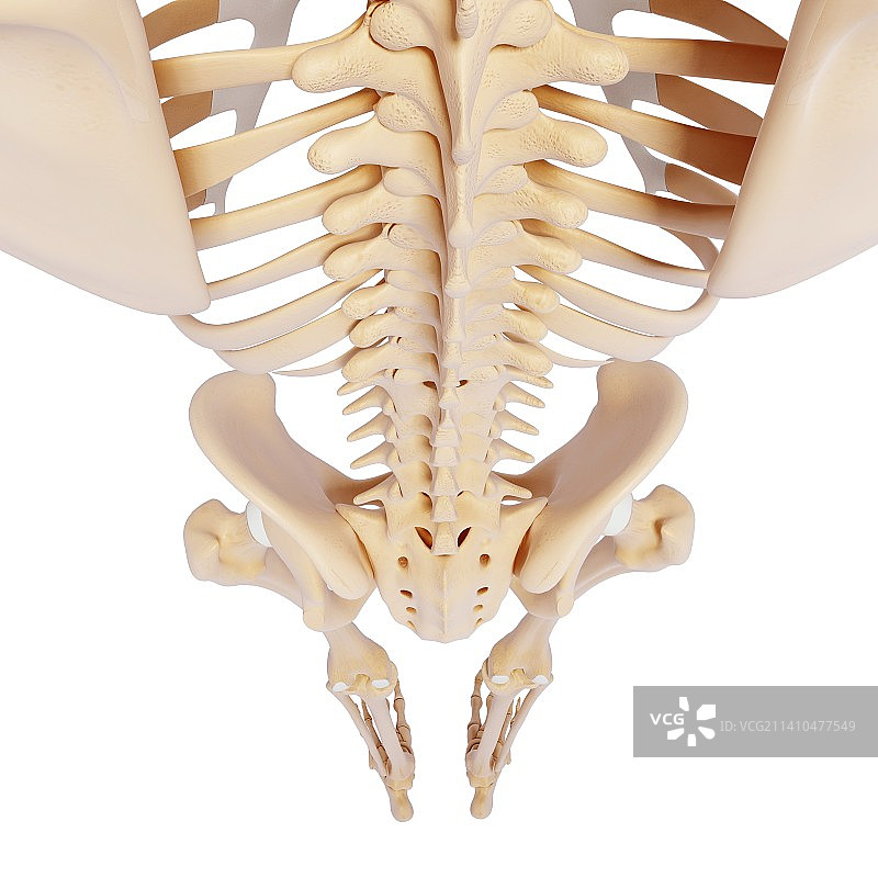 人类骨骼，艺术品图片素材