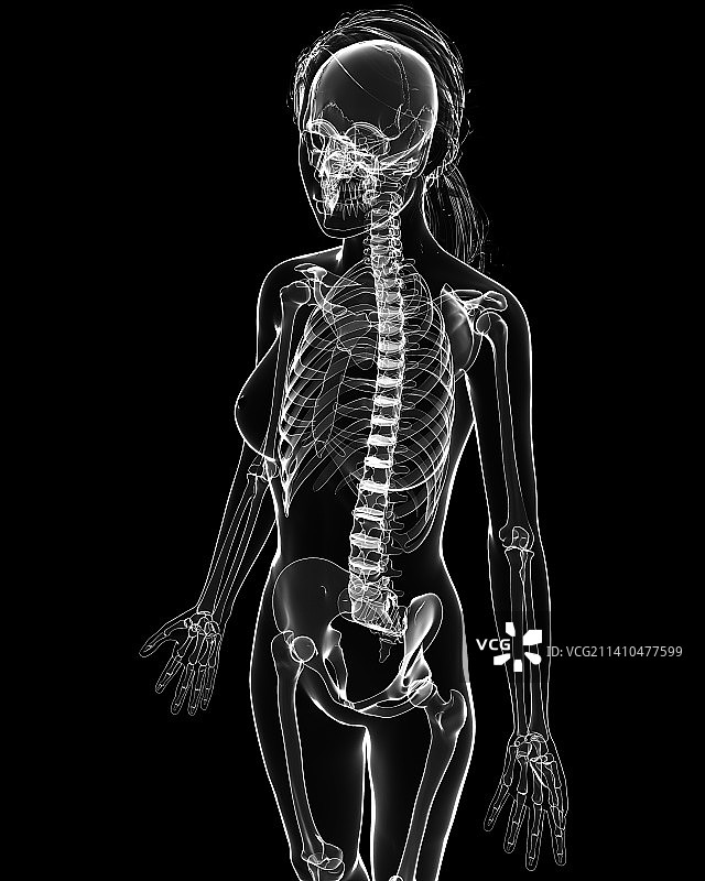 女性骨骼，艺术品图片素材