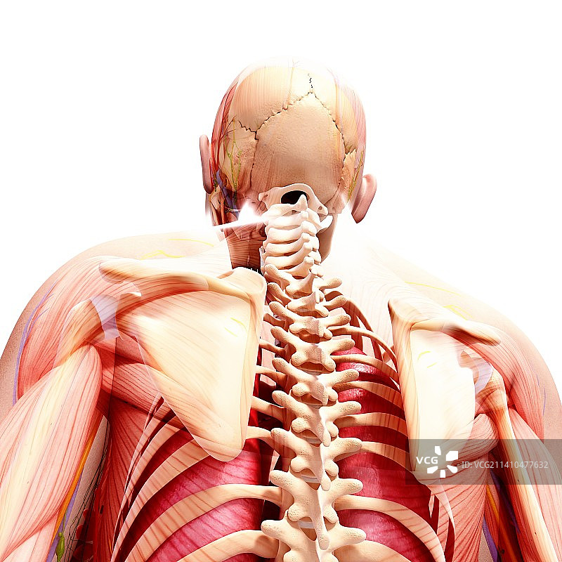 人体解剖，艺术品图片素材