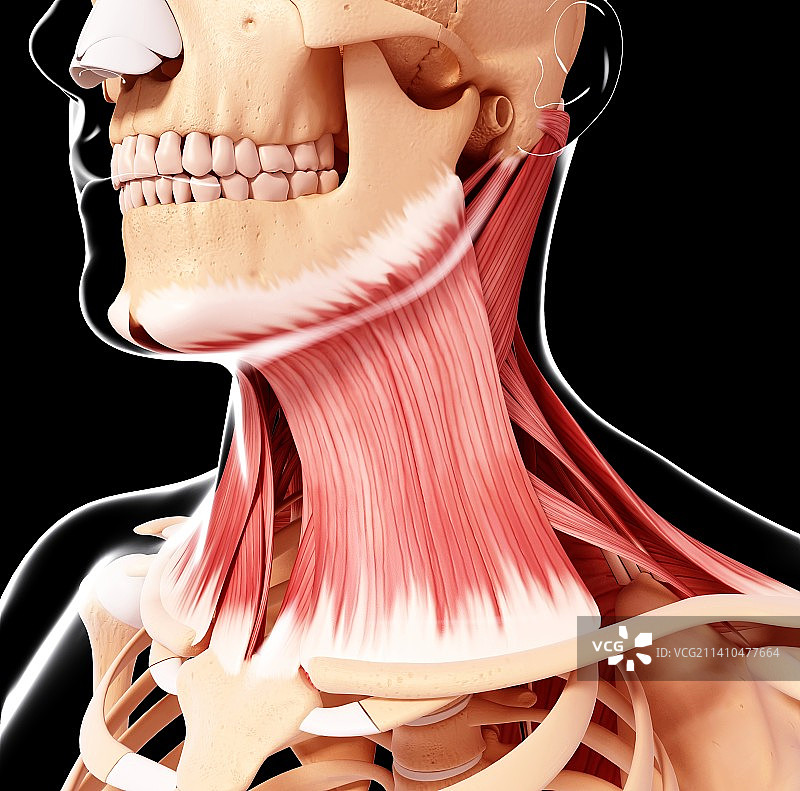 人体颈部肌肉结构艺术图图片素材