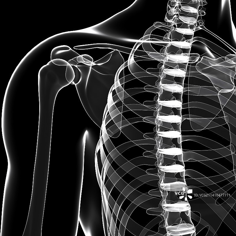 人类肩胛骨图片素材