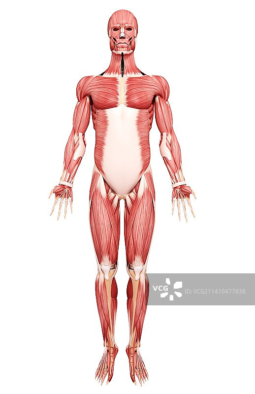 人类肌肉组织，艺术品图片素材