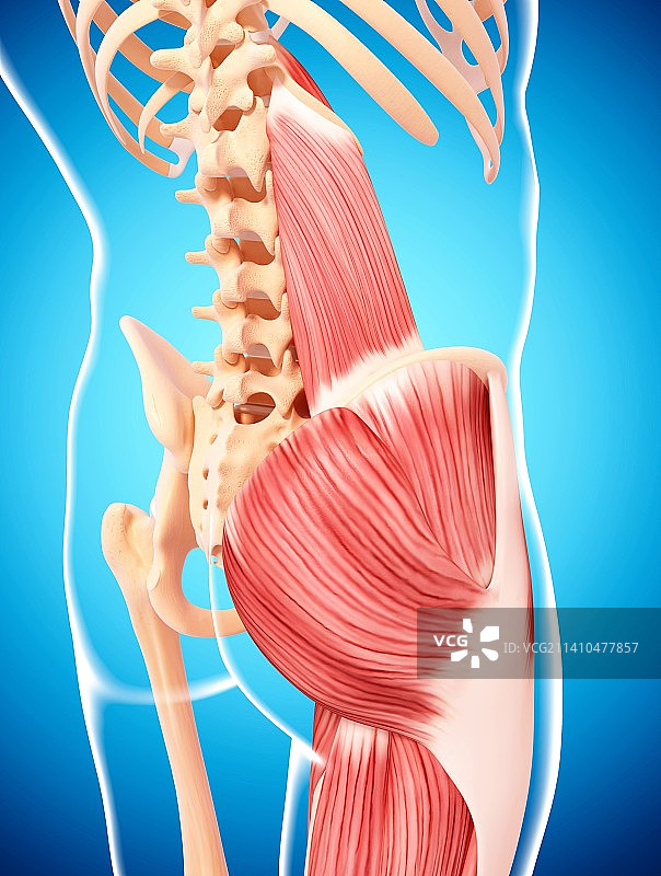 人类肌肉组织，艺术品图片素材