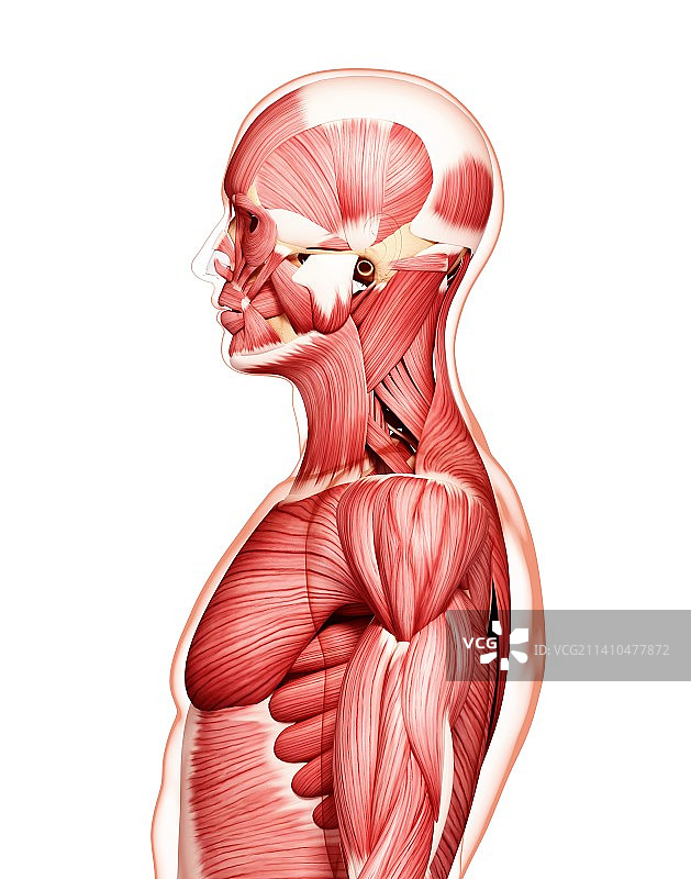 人类肌肉组织，艺术品图片素材