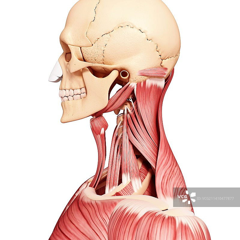 人头肌肉组织，艺术作品图片素材