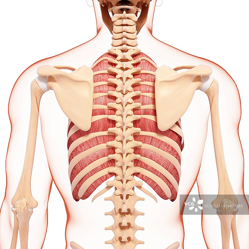 人类肌肉组织，艺术品图片素材