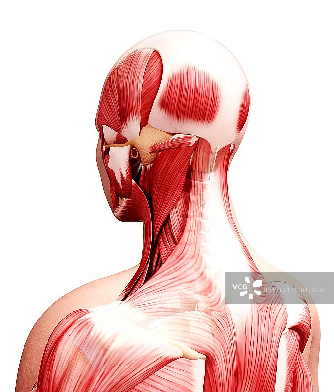 人类肌肉组织，艺术品图片素材