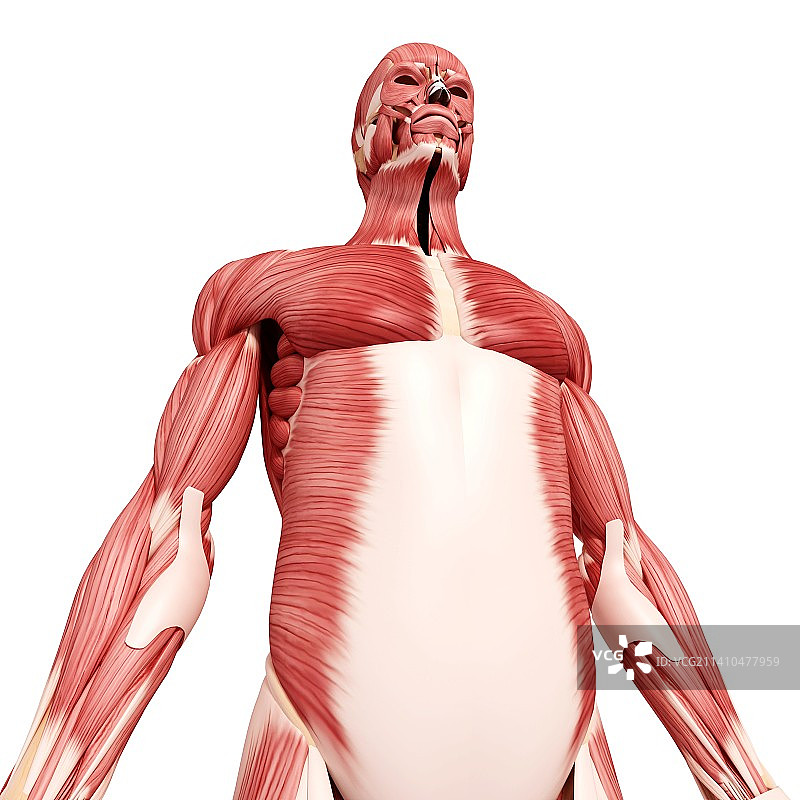人类肌肉组织，艺术品图片素材